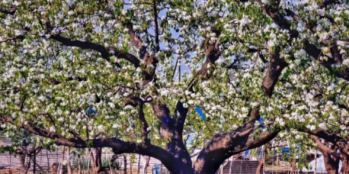 龐各莊萬畝梨園