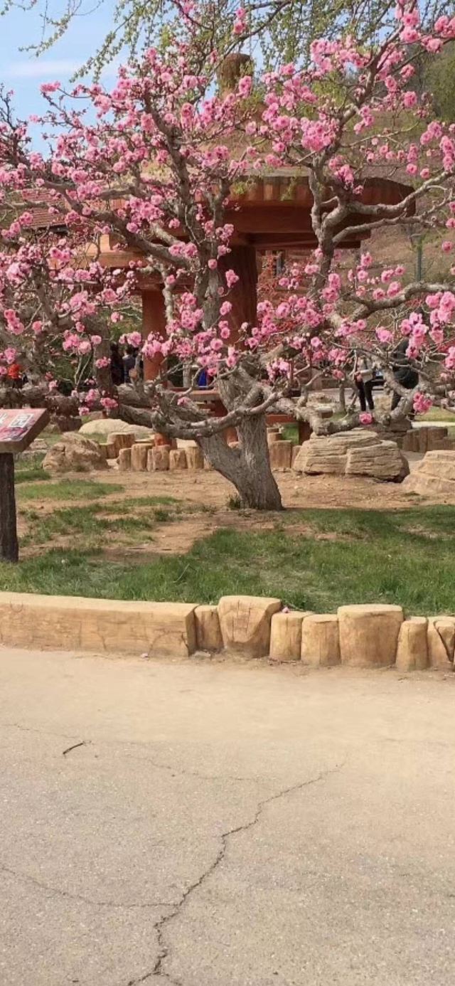 樱花园旅行图片 2