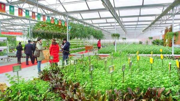 中国芹菜博物馆