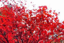 Batsford Arboretum景点图片