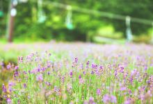 玉原薰衣草公园景点图片