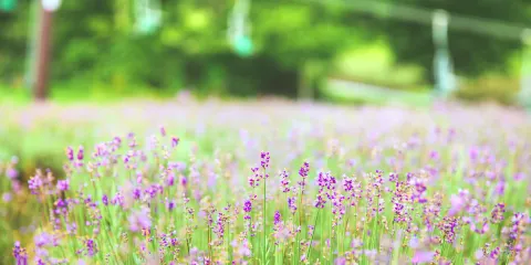 玉原薰衣草公園