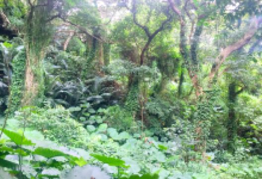 Gangala山谷景点图片