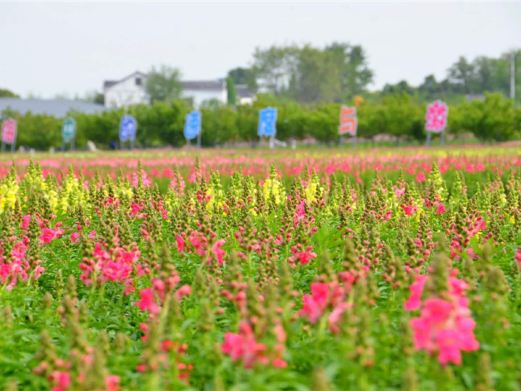 同心花海
