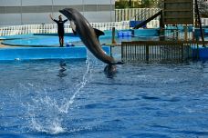 瓦伦西亚海洋公园-瓦伦西亚-乖小咪