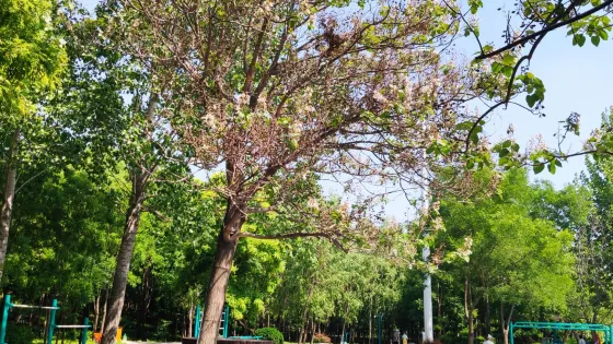 千畝森林公園