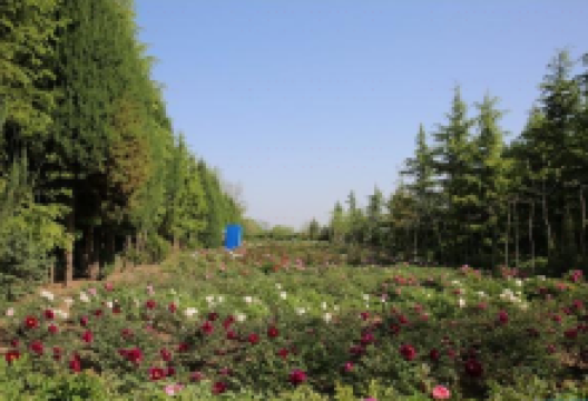 昔家牡丹园景点图片