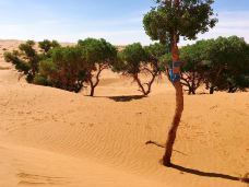 腾格里沙漠-阿拉善左旗-卜一样的旅行