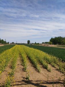 敕建三义宫-涿州-北冰洋