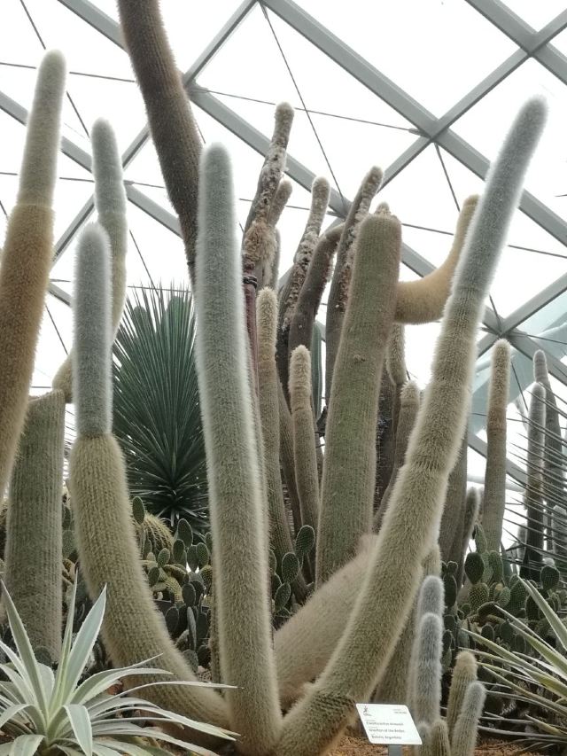 新加坡濱海灣花園