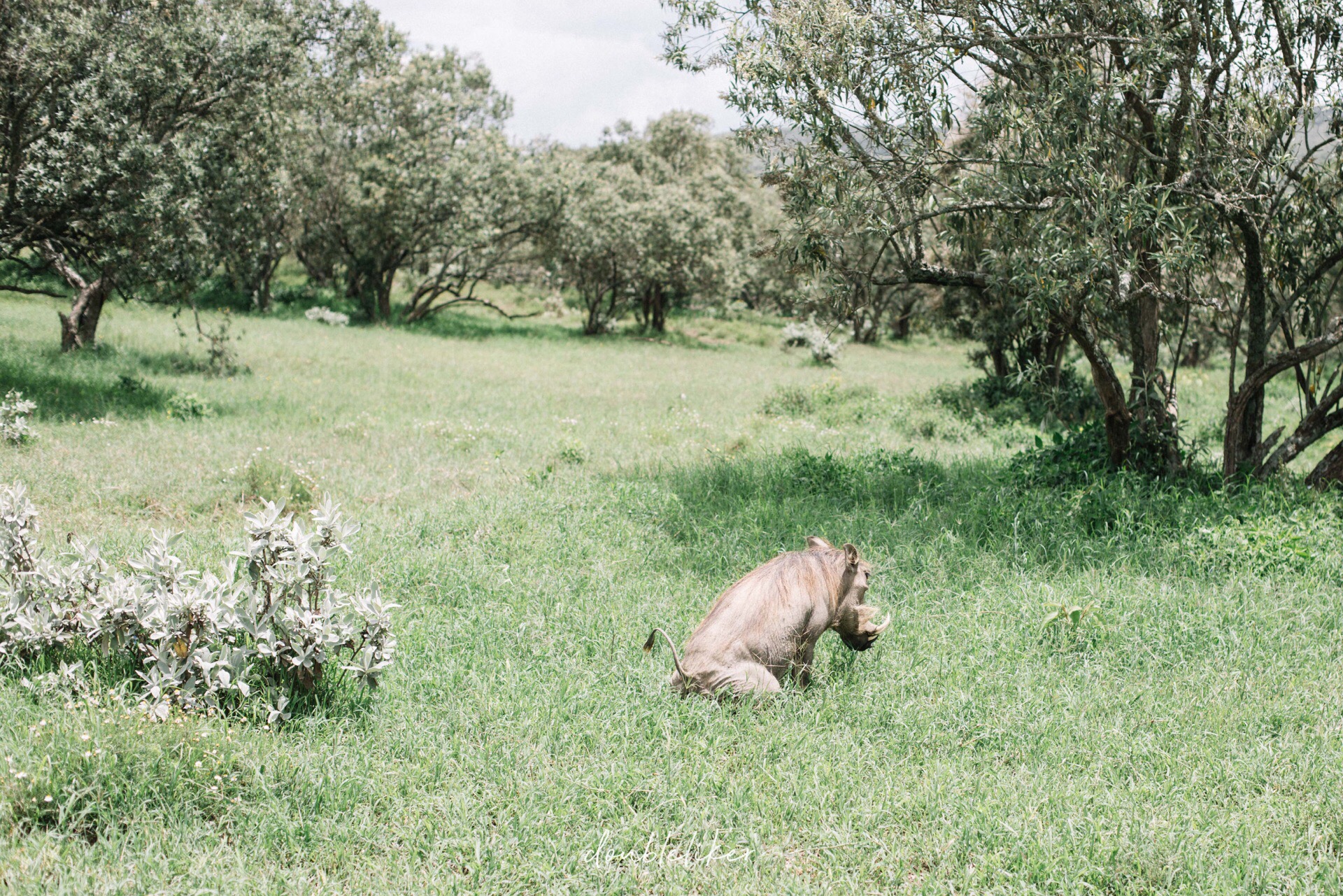 肯尼亚的国家公园，我更关心疣猪和屎壳郎