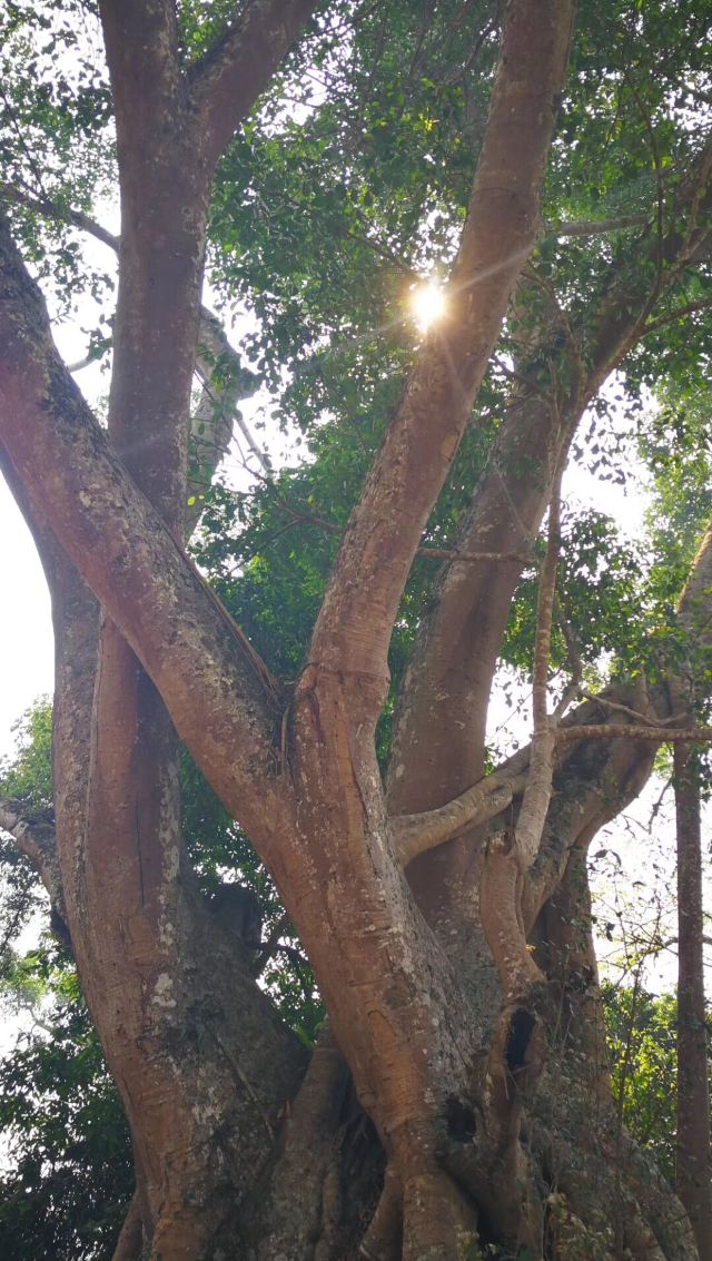 翁基布朗族古寨旅行图片 5