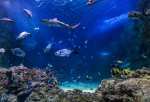 悉尼水族馆景点图片