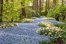 库肯霍夫公园-利瑟-doris圈圈