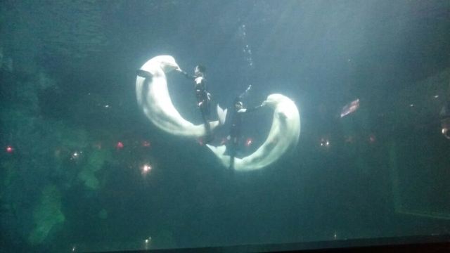 Qujiang Polar Ocean Park