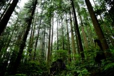 林恩峡谷公园-北温哥华-doris圈圈