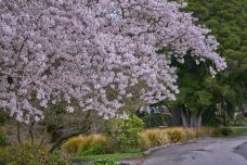 基督城植物园-Christchurch Central-doris圈圈