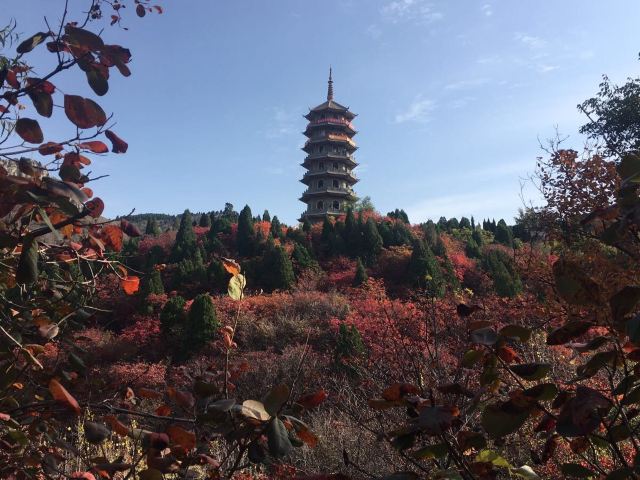 홍엽곡