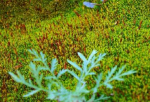 藏龙谷景点图片