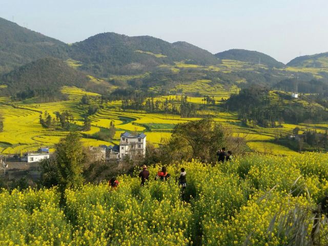 Luoping Canola Flower Ocean