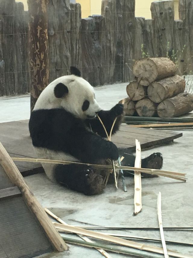 동북호랑이공원