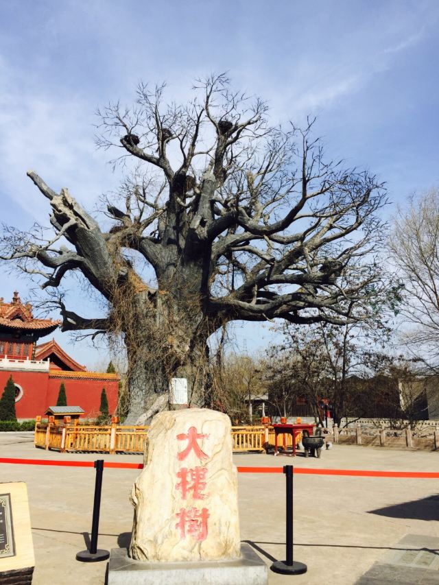 洪洞大槐樹尋根祭祖園