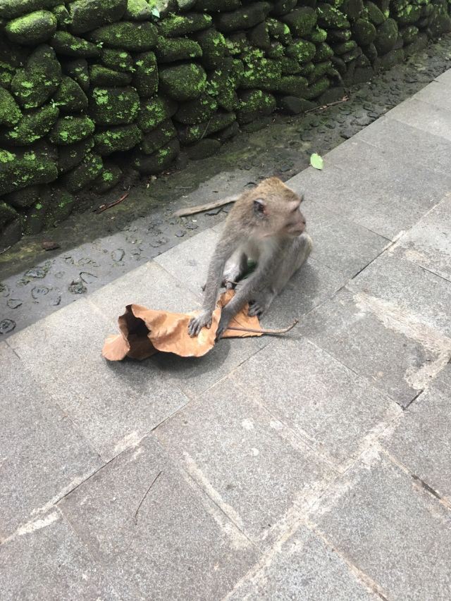 Ubud Monkey Forest