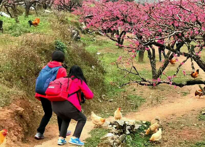 连平桃花（五）