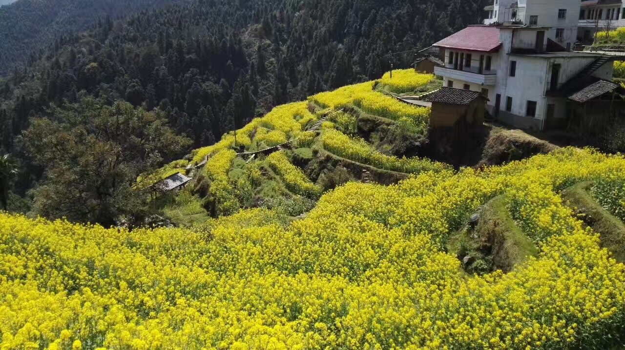 开化台回山油菜花