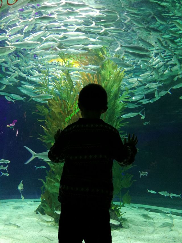 Grandview Aquarium