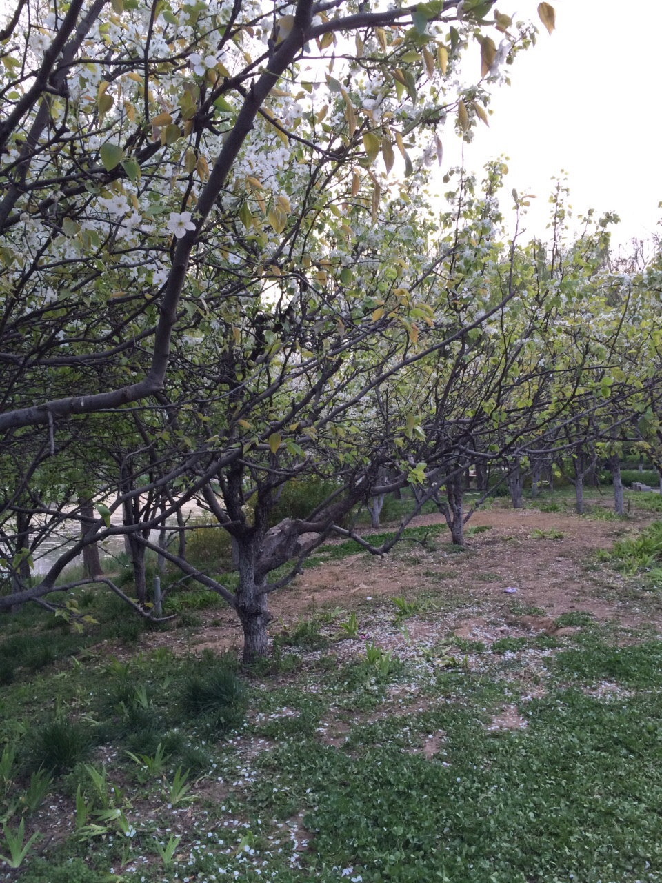 山东菏泽牡丹区环城公园的美景，桃花，梨花等等