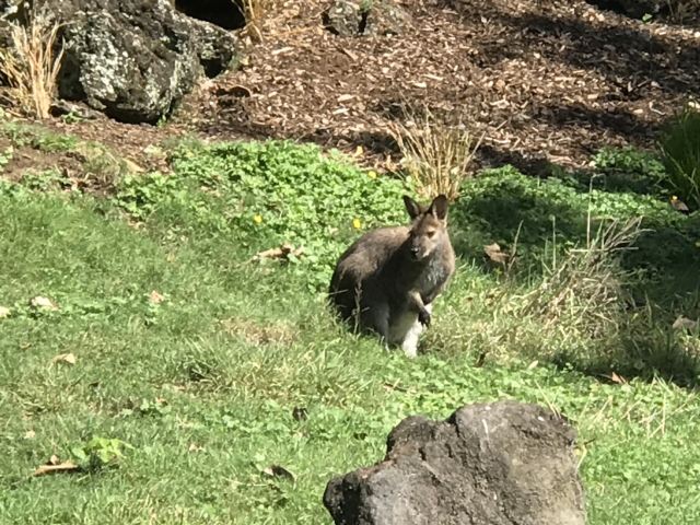 Auckland Zoo