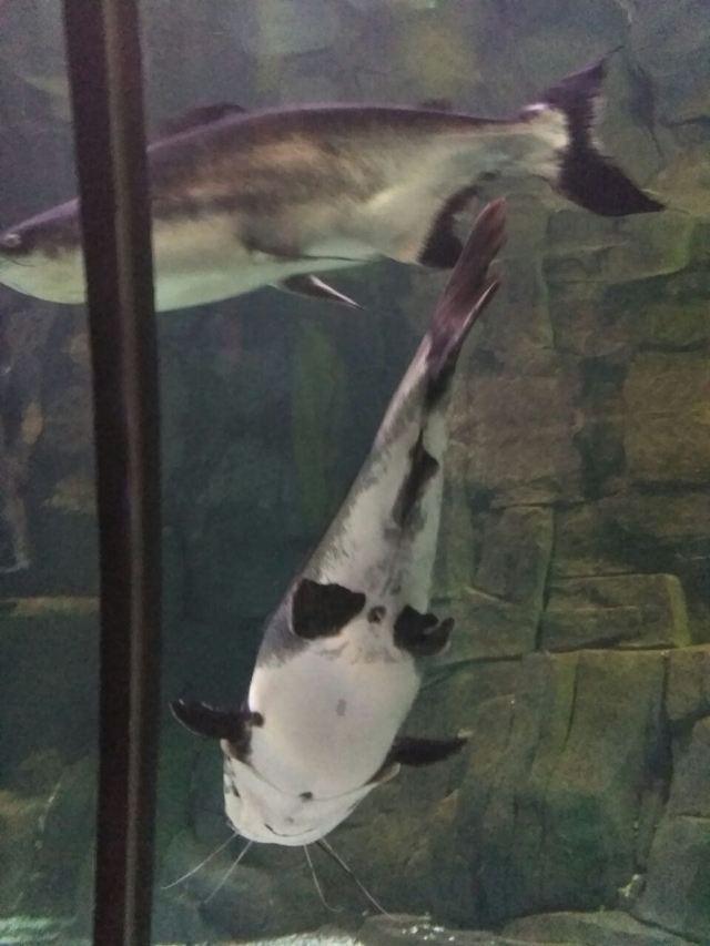 Qujiang Polar Ocean Park