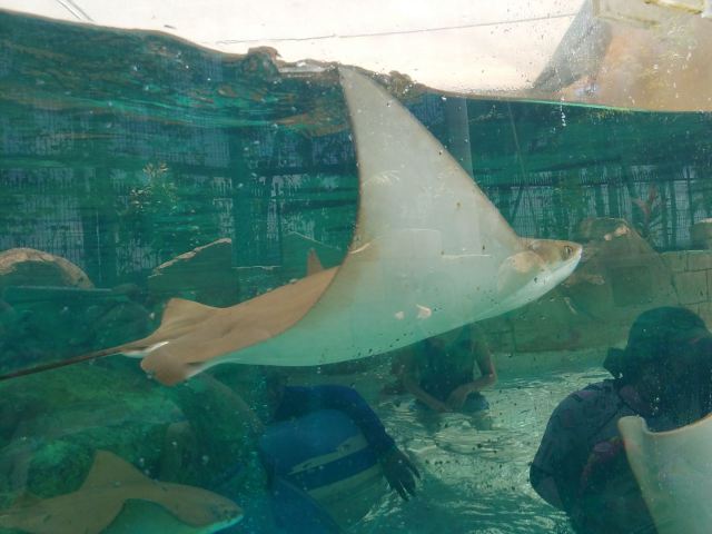 Adventure Cove Waterpark