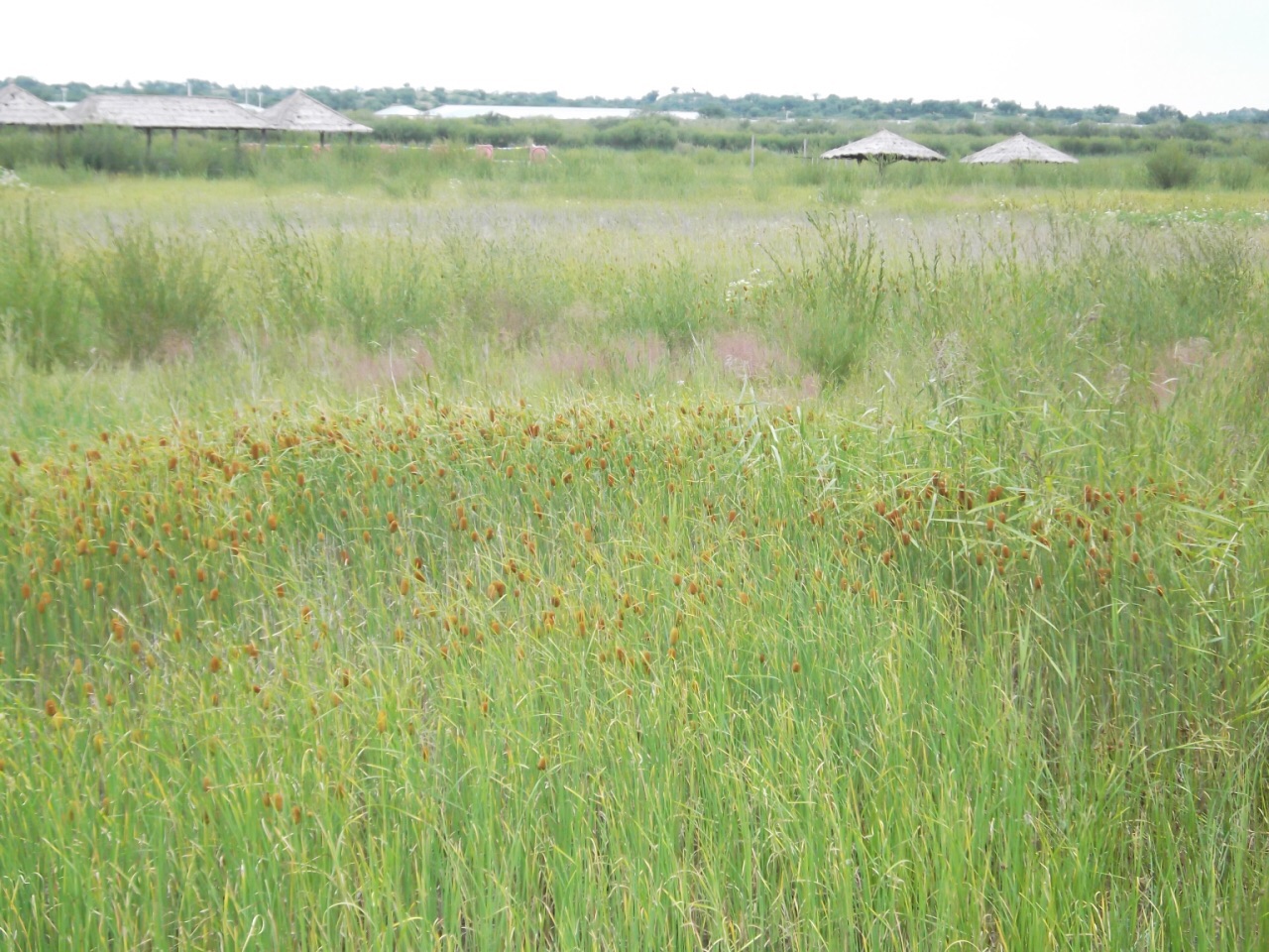 达里诺尔湖·内蒙 湖边草原 沙画 辽阔的湖面