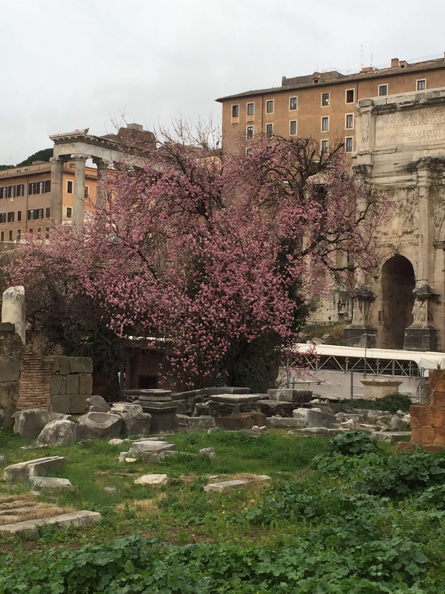 意大利 古罗马遗址的艳粉花朵