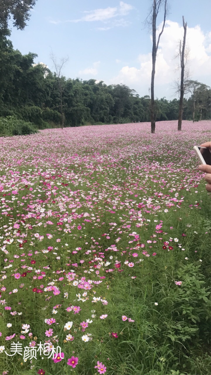 花海