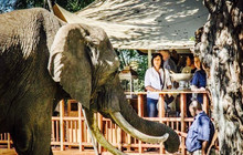 The Elephant Cafe餐厅图片