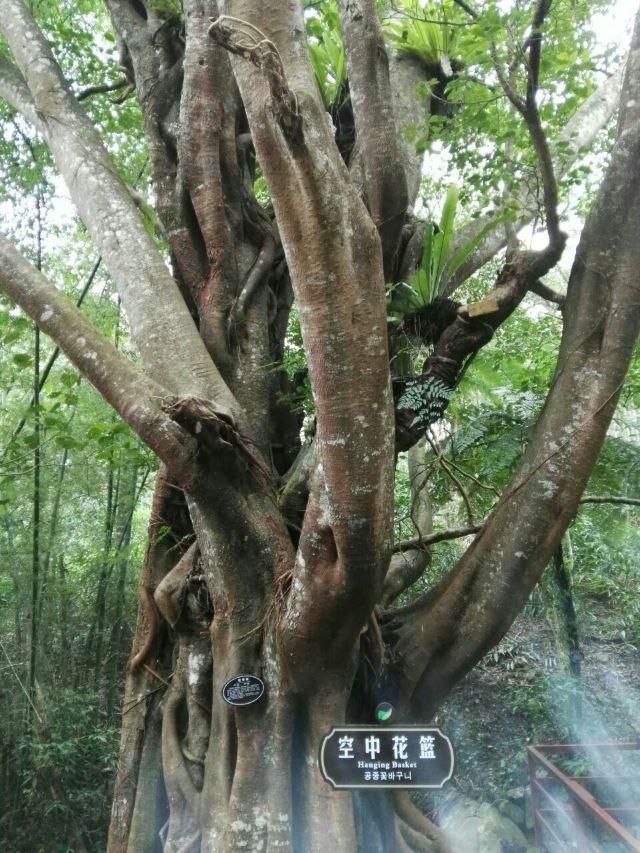 Wuzhishan Tropical Rainforest