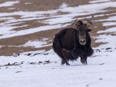 曲麻莱-玉树，可可西里的美丽传说