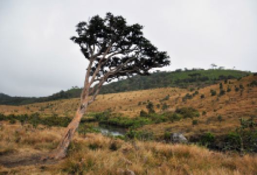 努沃勒埃利耶旅游图片-徒步努沃勒埃利耶+世界尽头2日游