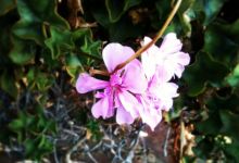 The Summit Cafe & Function Centre美食图片