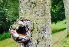 Schwarzwaldcamping Altensteig Mit Gastatatte Holzmichl美食图片