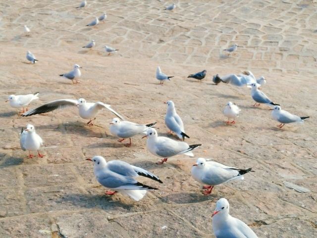 잔교(잔차오)