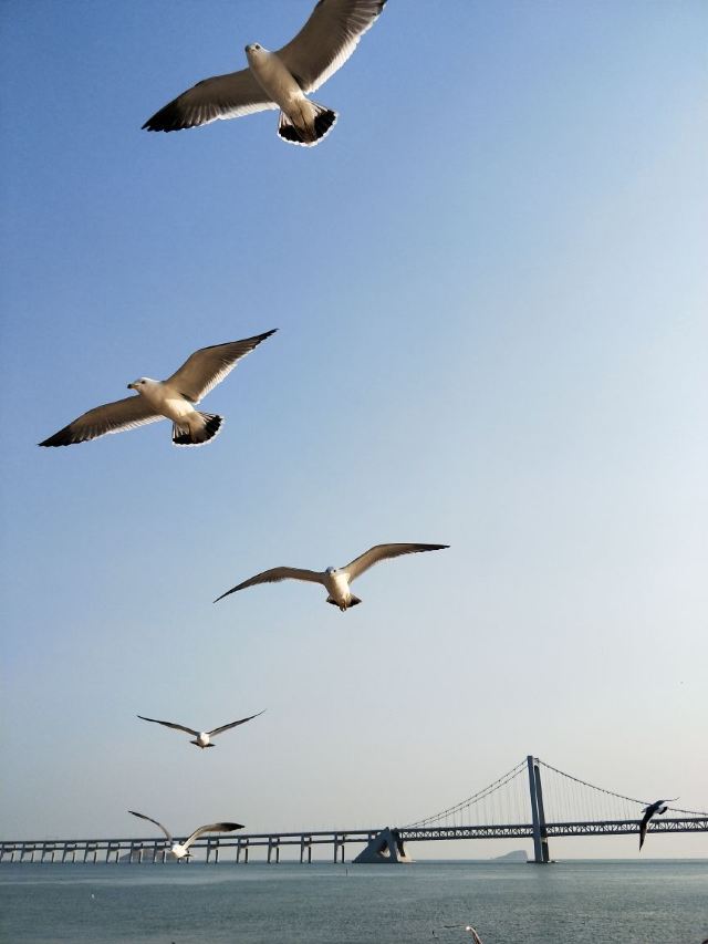 과해대교