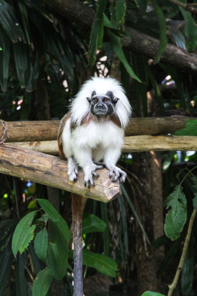 Singapore Zoo