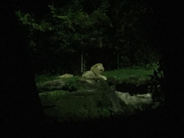 Night Safari