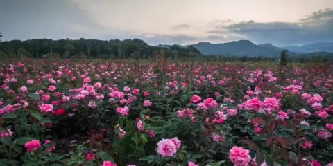 安徽玖玖花海觀光園