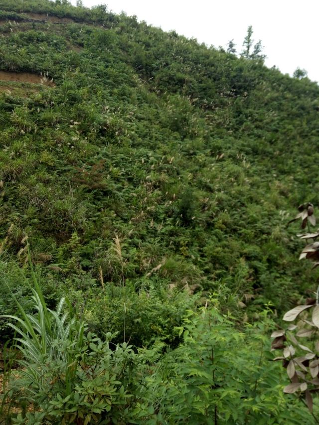 황산첨