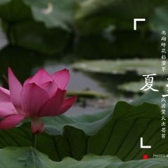 Lotus Pond In Moonlight Wetland Park Travel Guidebook Must Visit